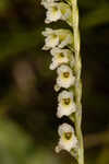 Florida lady's tresses